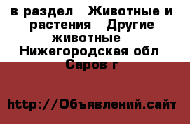  в раздел : Животные и растения » Другие животные . Нижегородская обл.,Саров г.